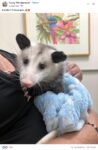 Opossum 273 FB