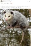 Opossum 276 FB