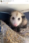 Opossum 281 FB