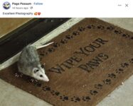 Opossum 282 FB