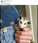 Opossum 284 FB