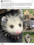 Opossum 285 FB