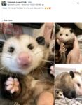 Opossum 298 FB