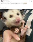 Opossum 299 FB