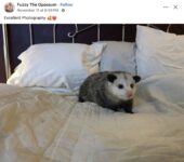 Opossum 302 FB