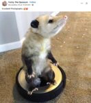 Opossum 304 FB