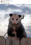 Opossum 306 FB