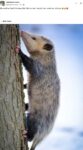 Opossum 307 FB