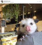 Opossum 309 FB