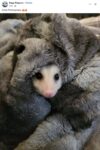 Opossum 312 FB