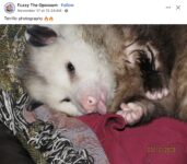 Opossum 313 FB