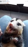 Opossum 320 FB