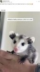 Opossum 321 FB