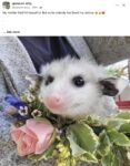 Opossum 324 FB