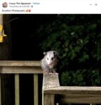 Opossum 325 FB