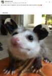 Opossum 326 FB