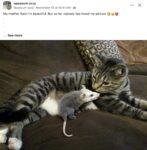 Opossum 328 with cat FB