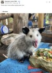 Opossum 329 FB