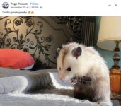 Opossum 332 FB