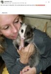 Opossum 334 FB