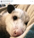 Opossum 335 FB