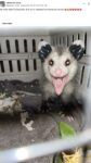 Opossum 337 FB