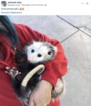 Opossum 338 FB