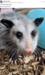 Opossum 339 FB