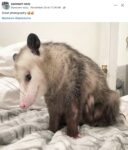 Opossum 341 FB