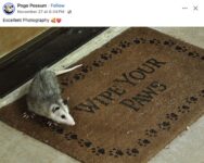 Opossum 342 FB