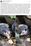 Opossum 344 FB