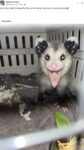 Opossum 346 FB