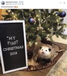 Opossum 349 FB