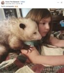 Opossum 351 FB