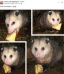 Opossum 352 FB