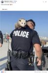 Opossum 354 and police FB