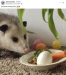 Opossum 364 FB