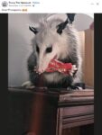 Opossum 365 FB