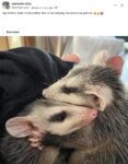 Opossums 113 FB