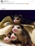 Opossums 117 FB