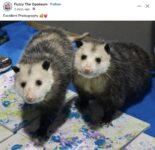 Opossums 118 FB