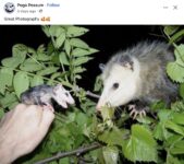 Opossums 119 FB