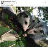 Opossums 120 FB