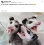 Opossums 122 FB