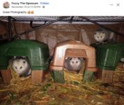 Opossums 123 FB