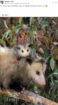 Opossums 125 FB