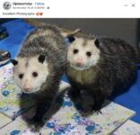 Opossums 128 FB