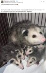 Opossums 132 FB