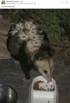 Opossums 134 FB