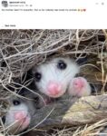 Opossums 135 FB